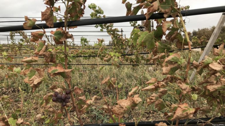 Виноградники в Армянске пострадали от «Крымского титана»