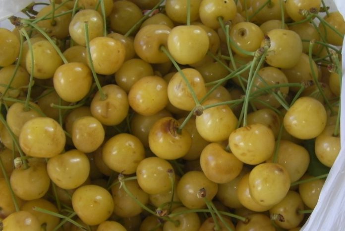 Вишня з білими плодами - знахідка для алергіків