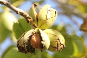 грецкие орехи