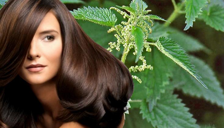 Будем здоровы: рецепты наших читателей, как бороться с аллергией, повысить иммунитет и укрепить волосы