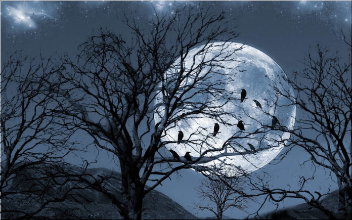 Птицы на фоне луны