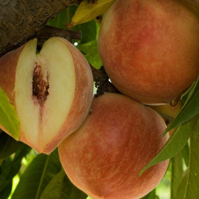 Как спасти урожай персиков от восточной плодожорки?