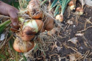 викопування цибулі