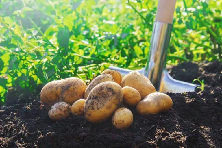 выкопаная картошка