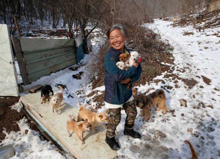 Пожилая кореянка спасает собак от поваров