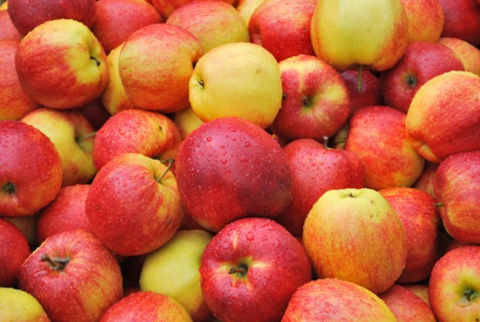 Как получать 45 тонн яблок с одного гектара