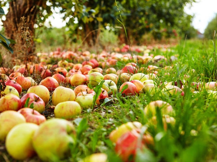 К «яблочному протесту» присоединились винницкие фермеры
