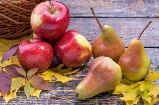 Как нужно собирать яблоки и груши