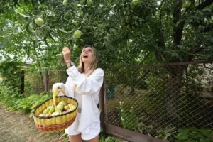 Яблока из соседского дерева