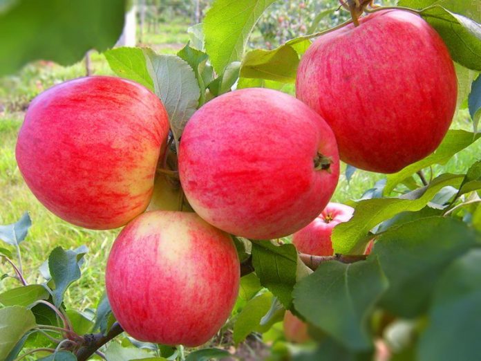В чем заключается уход за яблоней?