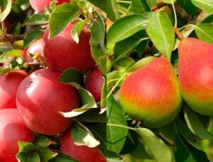 яблуня і груша