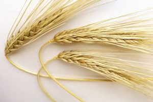 Насіння ячменю