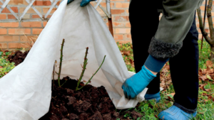 як захистити рослини від заморозків