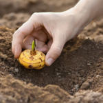 посадка гладиолусов