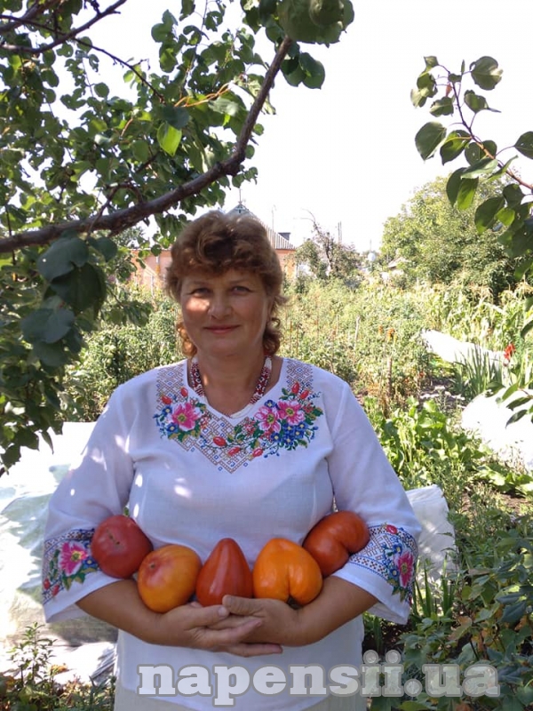 Киянка щороку вирощує 200 сортів томатів