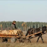 заготівля дров