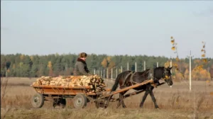 заготовка дров