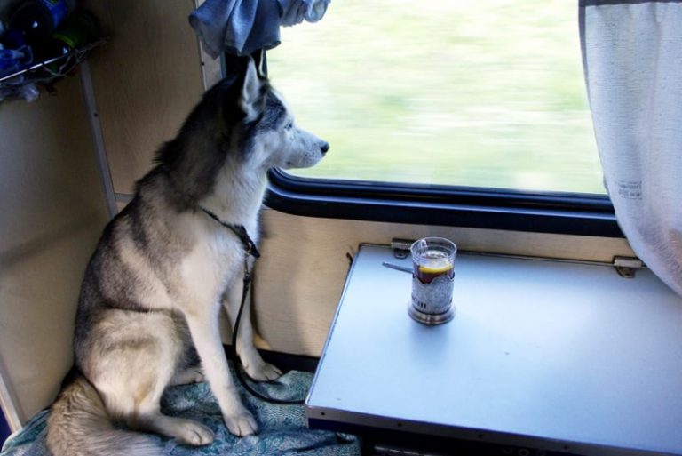 Как правильно перевозить животных в поездах внутреннего сообщения?