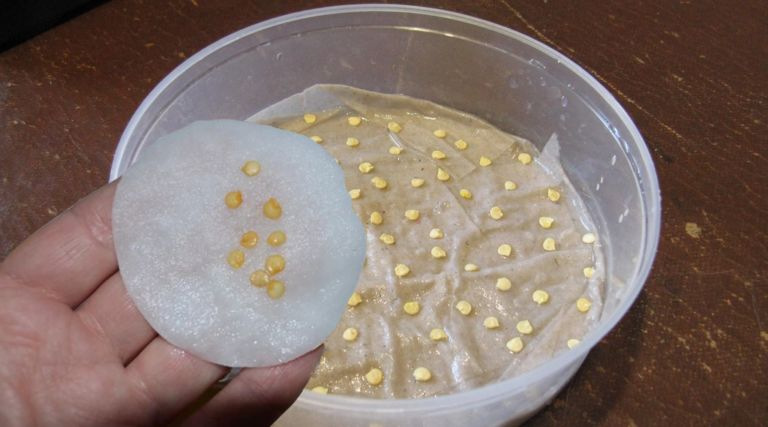 замачивание семян