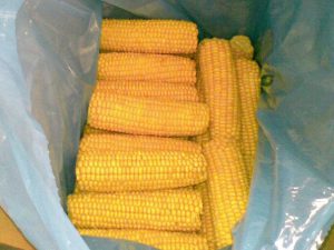 Сенсаційне відкриття німецьких вчених — цукрова кукурудза лікує печінку