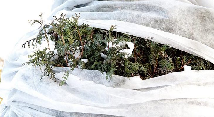 Как уберечь хвойные растения на даче зимой?