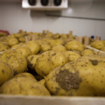 зберігання картоплі