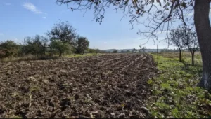 земельный участок