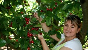 Жінка зриває вишні