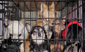 разведение животных