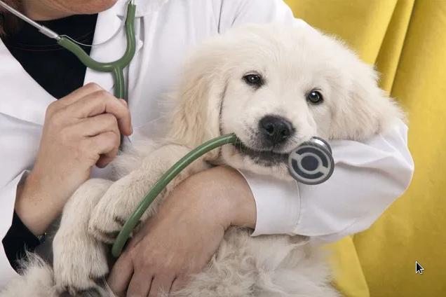 ветеринарка