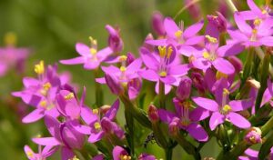 золототысячник