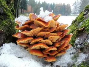 Поздние осенние грибы