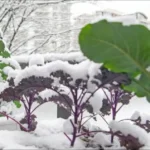 зимний огород