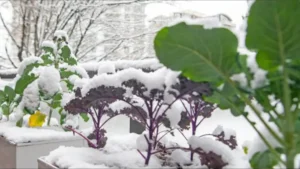 зимний огород